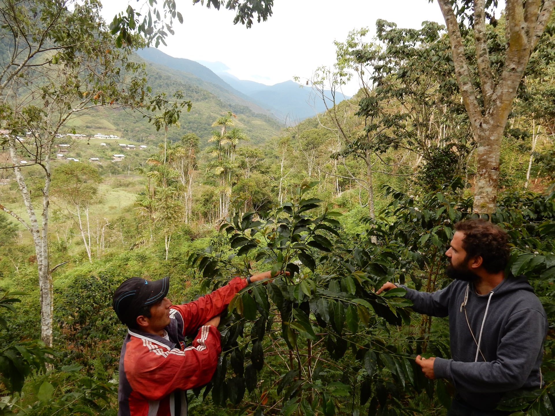 Two men harvesting Peruvian coffee beans in Chilchos Valley for Missing beans Peru - Direct Trade coffee.