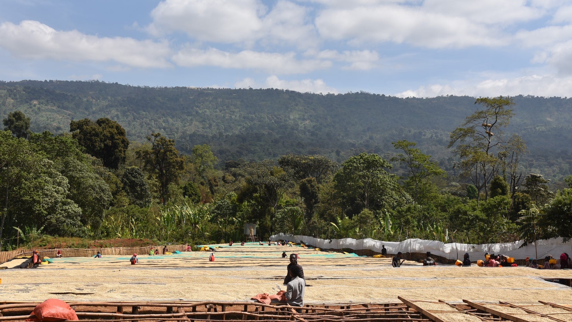 Workers drying missing bean coffee roasters coffee beans at the the Refisa washing station in ethiopia